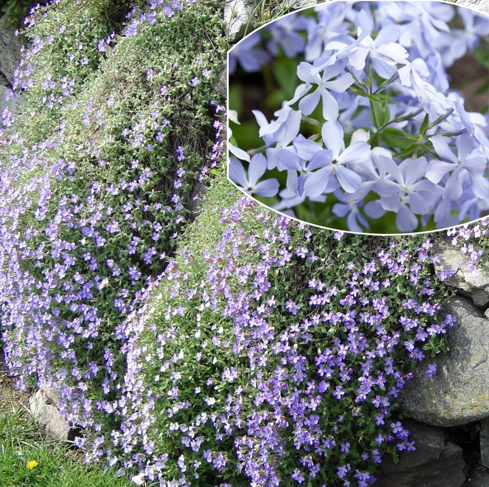 SPROUTARAQ emerald blue creeping phlox seeds form a vibrant ground cover that blooms.
