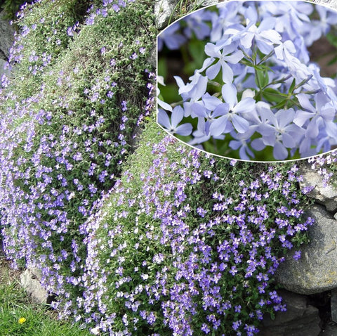 SPROUTARAQ emerald blue creeping phlox seeds form a vibrant ground cover that blooms.