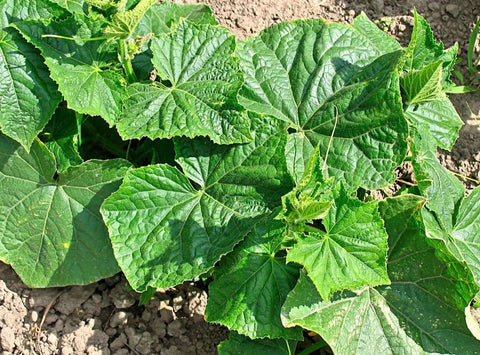 SPROUTARAQ cucumber growth in full sun outdoors open pollinated.