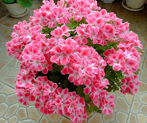 SPROUTARAQ geraniums in pots show bright colors ideal for containers and patios.