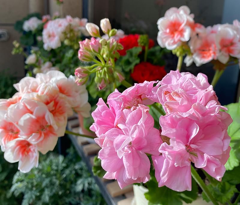 SPROUTARAQ fragrant blooms enhance outdoor spaces with a pleasant scent.