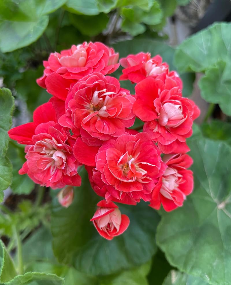 SPROUTARAQ geranium seeds garden border shot highlighting easy-care and high-impact summer color.