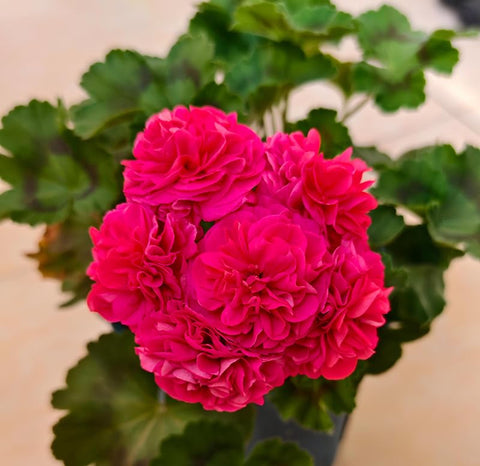 SPROUTARAQ mature-height geraniums form a striking focal point in any landscape.