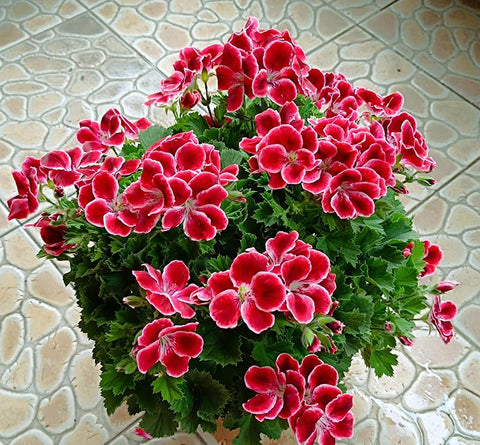 SPROUTARAQ geranium blooms under morning sun and afternoon shade, delivering a thriving display.