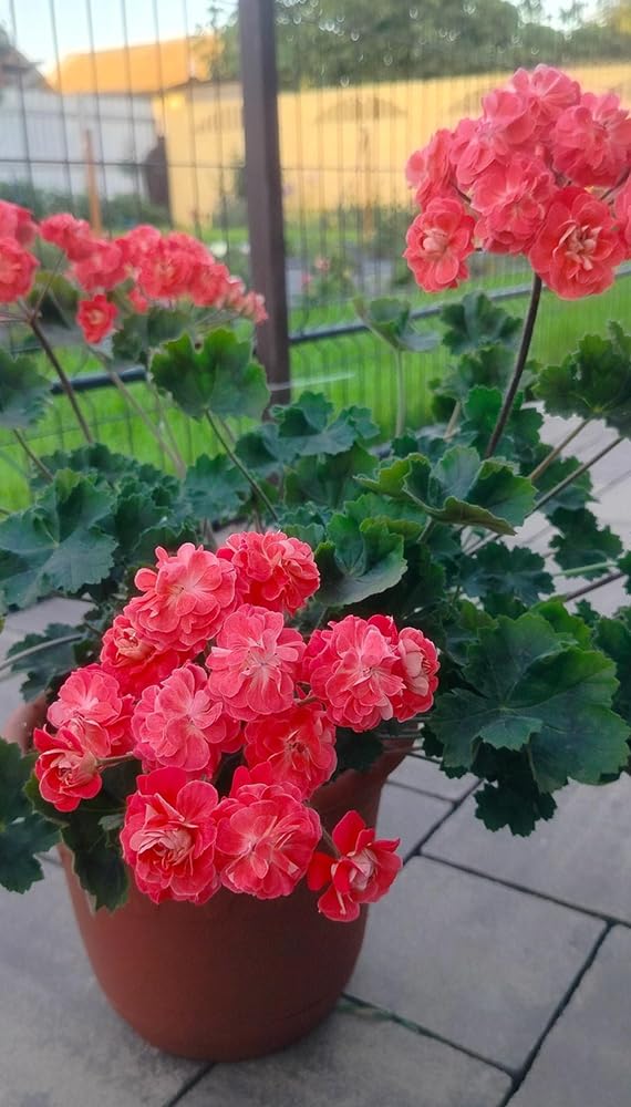 SPROUTARAQ seed packet display invites beginners to plan a lively garden.