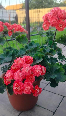 SPROUTARAQ seed packet display invites beginners to plan a lively garden.