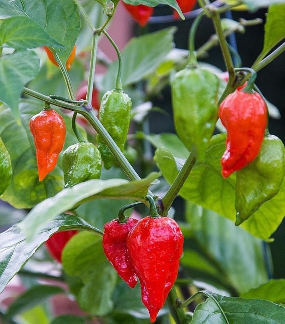 SPROUTARAQ Ghost Pepper seeds for Bhut Jolokia, ideal for a spicy home garden project.