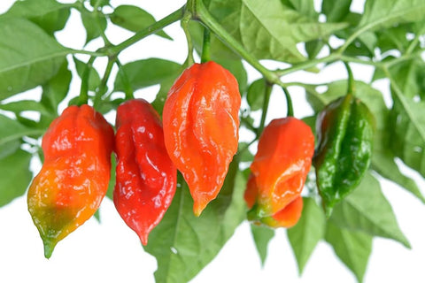 Harvest-ready peppers on a plant after warm-season growth.