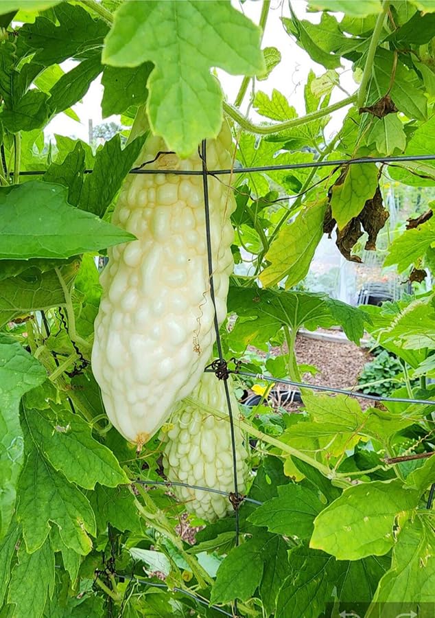 SPROUTARAQ harvested white bitter gourds on a plate for fresh dishes