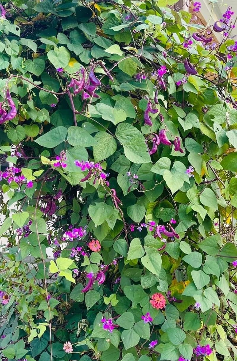 SPROUTARAQ hyacinth bean flowers lilac on vigorous vines