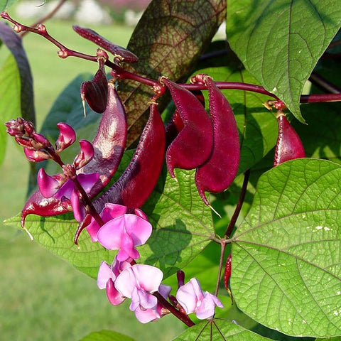 SPROUTARAQ hyacinth bean foliage is deep green with a purple tinge