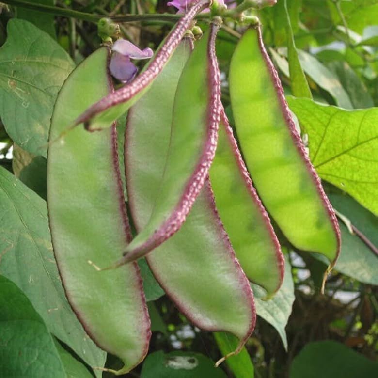 SPROUTARAQ bean pods offer protein and fiber for meals