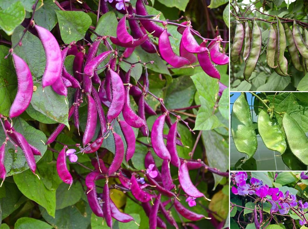 SPROUTARAQ hyacinth bean seeds on a climbing vine ready to create privacy