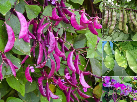 SPROUTARAQ hyacinth bean seeds on a climbing vine ready to create privacy
