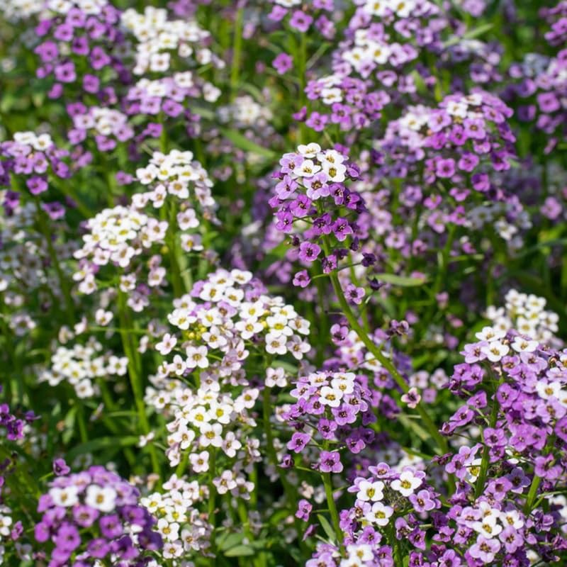 SPROUTARAQ Mix seeds image—perfect for borders and rock gardens.