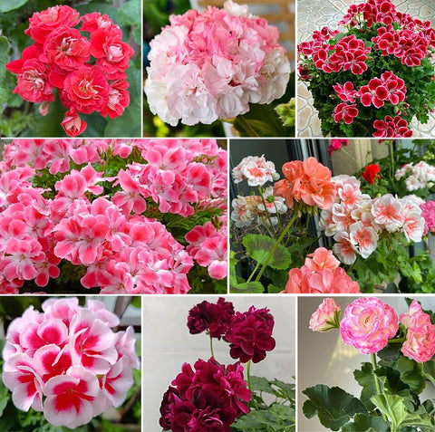 SPROUTARAQ mixed geranium seeds bloom close-up with vibrant colors for eye-catching borders.