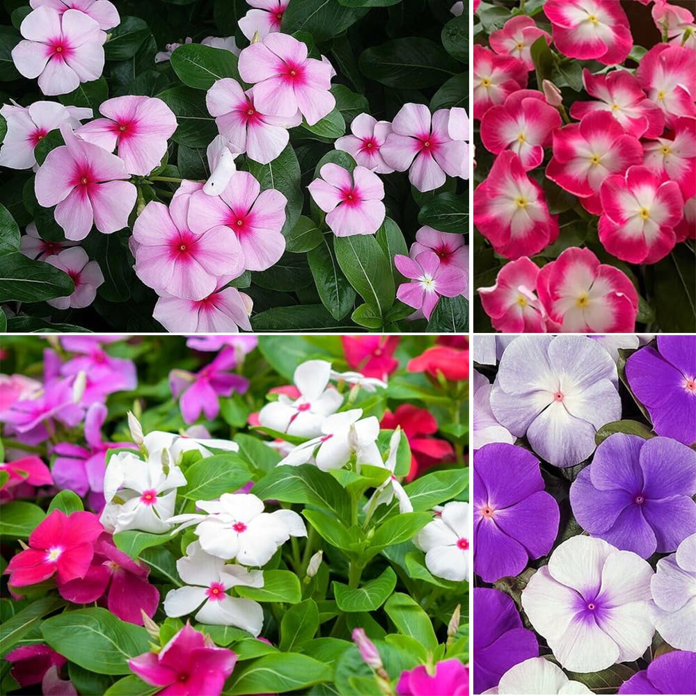 SPROUTARAQ mixed-vinca-seeds-pack for borders and beds.