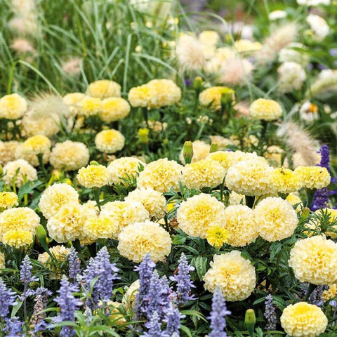 SPROUTARAQ Moonlight Marigold ready for cut flowers.