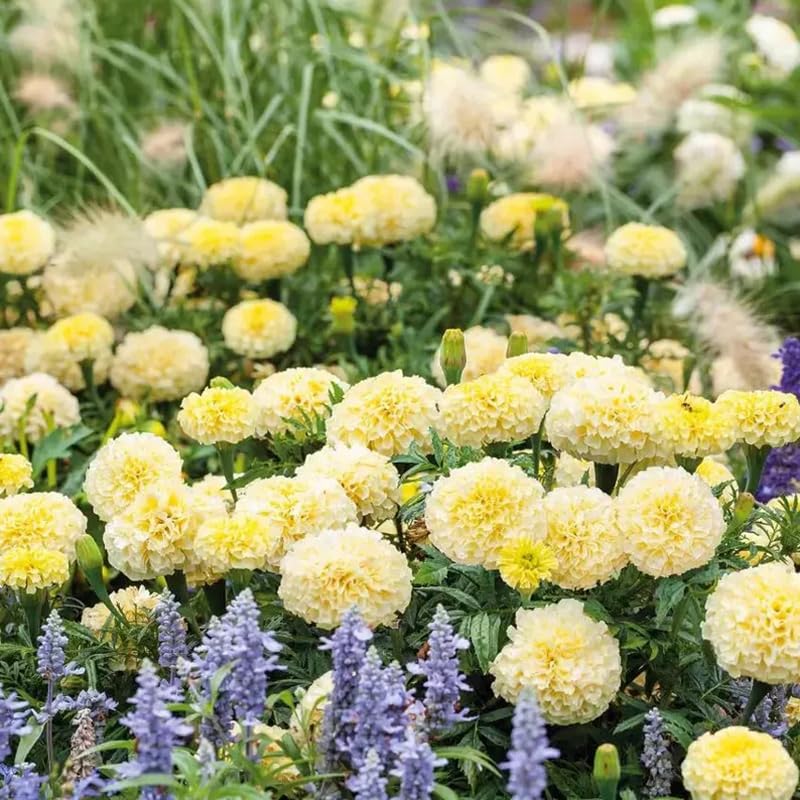 SPROUTARAQ Moonlight Marigold large double blooms brighten gardens.