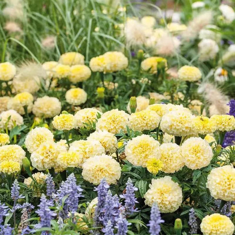 SPROUTARAQ Moonlight Marigold large double blooms brighten gardens.