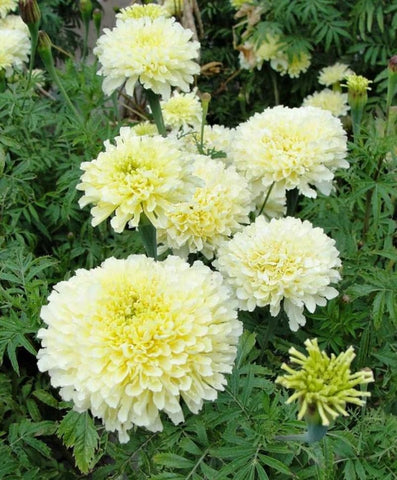 SPROUTARAQ Moonlight Marigold attracts pollinators to sunny borders.