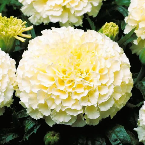 SPROUTARAQ Moonlight Marigold seeds support spring planting.