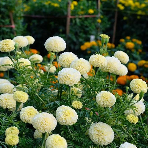 SPROUTARAQ Moonlight Marigold blooms pale yellow, perfect for beds and borders.