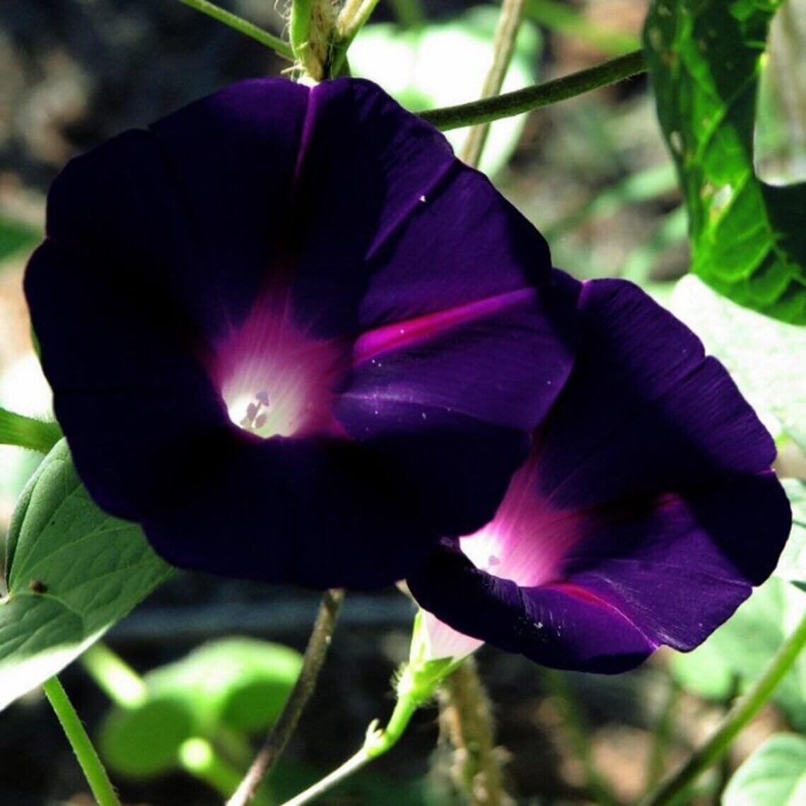 SPROUTARAQ morning glory bloom closeup showing purple-pink-blue-white petals