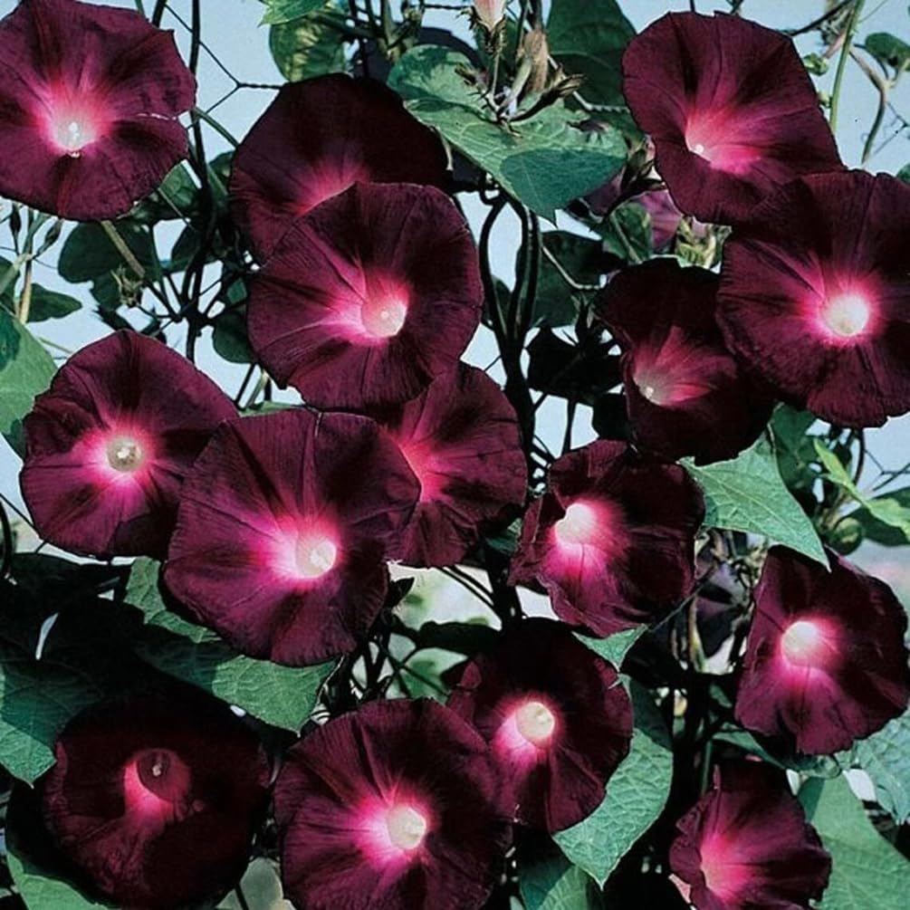 SPROUTARAQ Morning Glory seeds pack offers vibrant color for butterfly-friendly gardens