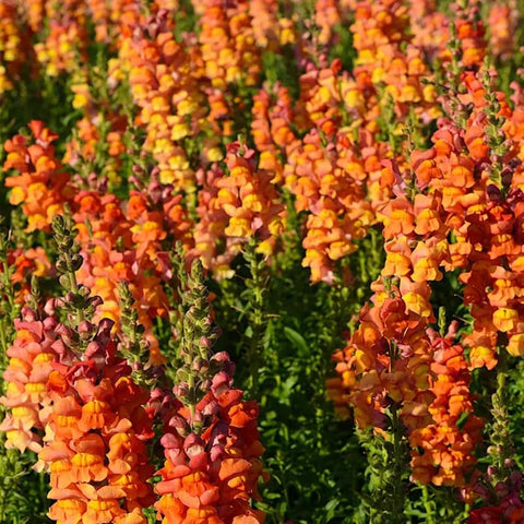 SPROUTARAQ orange snapdragon seeds evoke vibrant blooms for borders and containers, easy to start.