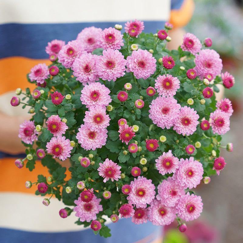 SPROUTARAQ perennial mum blossoms growing season showcase for year-round garden color