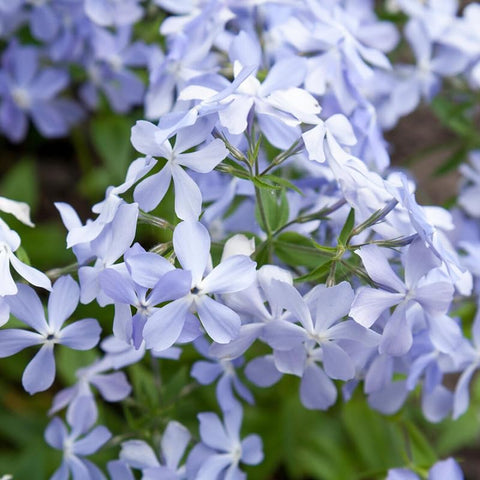 SPROUTARAQ perennial phlox blooms return year after year with steady color.