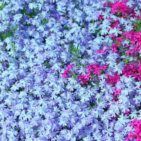 SPROUTARAQ phlox border display adds color with minimal maintenance.