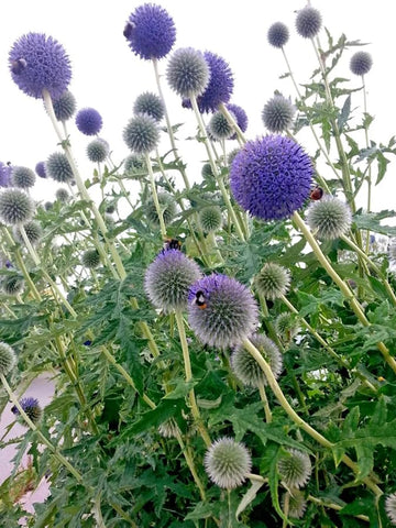 Sproutaraq pollinator-friendly thistle inviting bees and butterflies to the garden.
