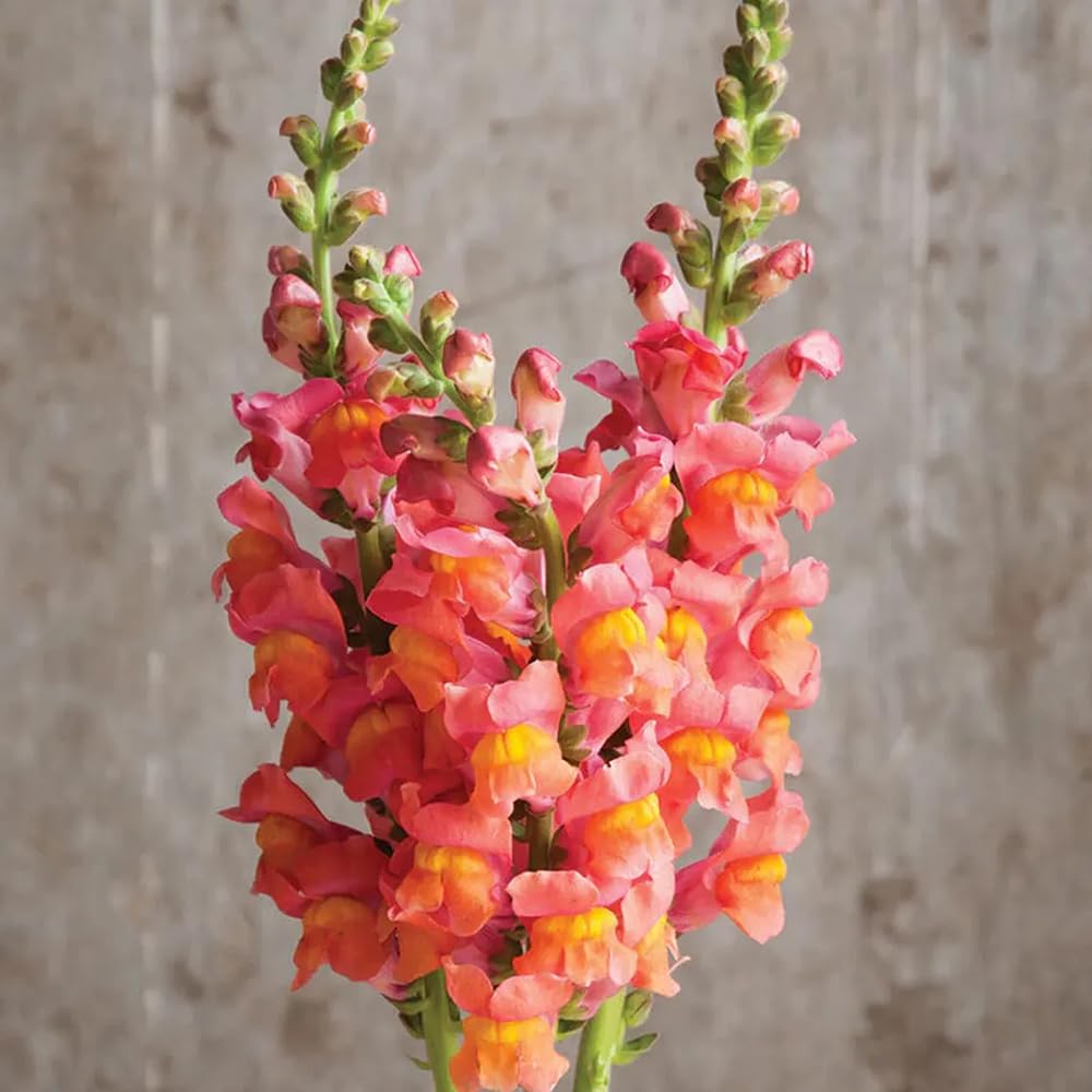 SPROUTARAQ orange blooms attract pollinators, enhancing garden vitality and wildlife-friendly spaces.