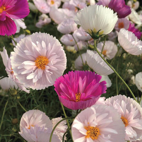 SPROUTARAQ pollinator-garden-cosmos attracting bees and butterflies.