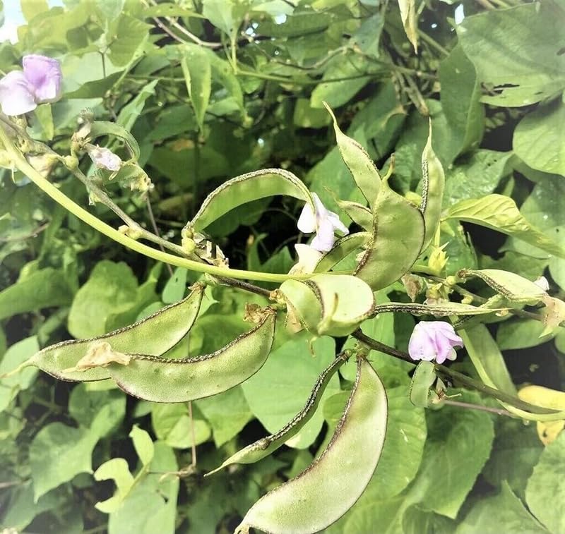 SPROUTARAQ privacy screen and pollinator-friendly garden feature