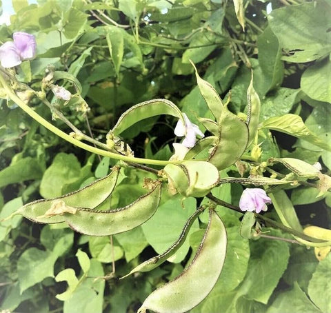SPROUTARAQ privacy screen and pollinator-friendly garden feature