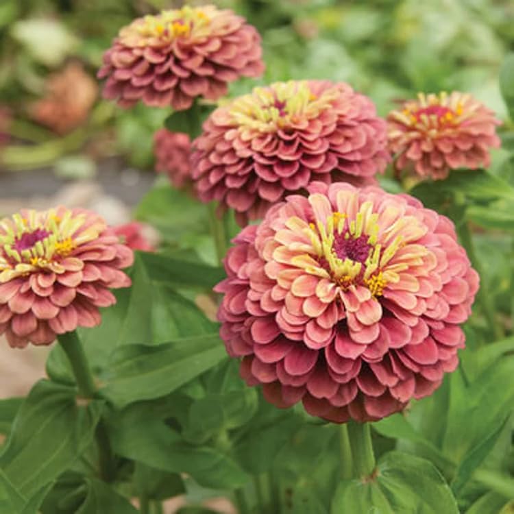 SPROUTARAQ Queen Lime Red Zinnia seeds pack for vibrant garden color