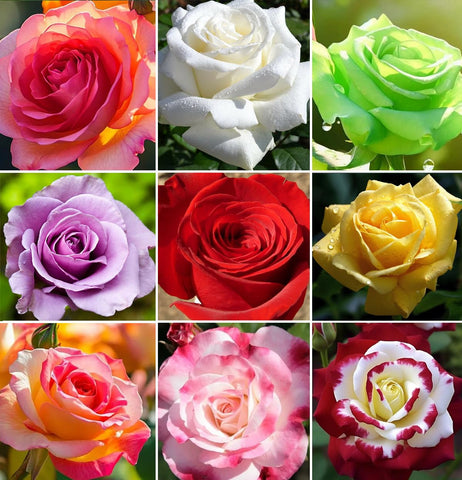 SPROUTARAQ rare-rose-seeds mix — colorful blooms for vibrant garden color.