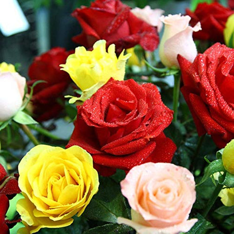 SPROUTARAQ rare-rose-seeds mix — varied colors for borders and beds.