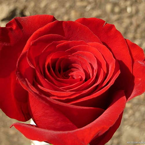 SPROUTARAQ rose-seeds assortment — potential fragrance and garden interest.