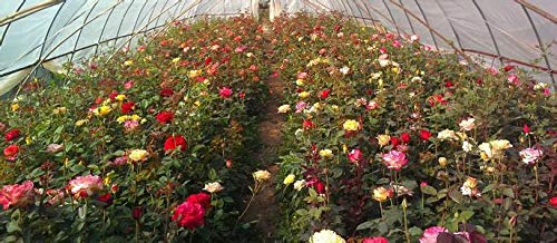 SPROUTARAQ rare-rose-seeds mix — beginner-friendly gardening project.