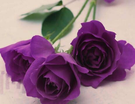 SPROUTARAQ rose-seeds mix — colorful blooms for containers.
