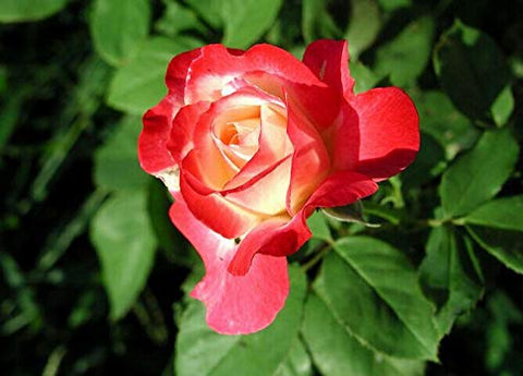 SPROUTARAQ mixed-colors rose-seeds — long-term borders and perennial color.