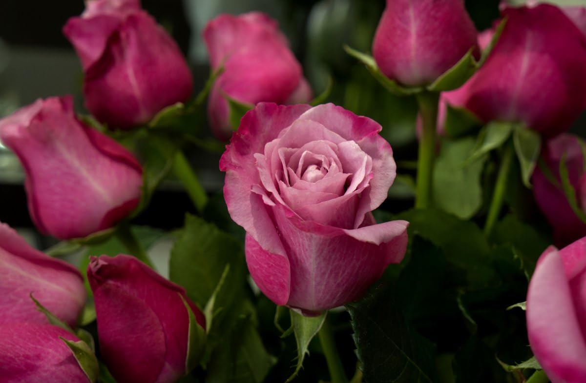 SPROUTARAQ exotic-rose-seeds — diverse hues for vibrant beds.