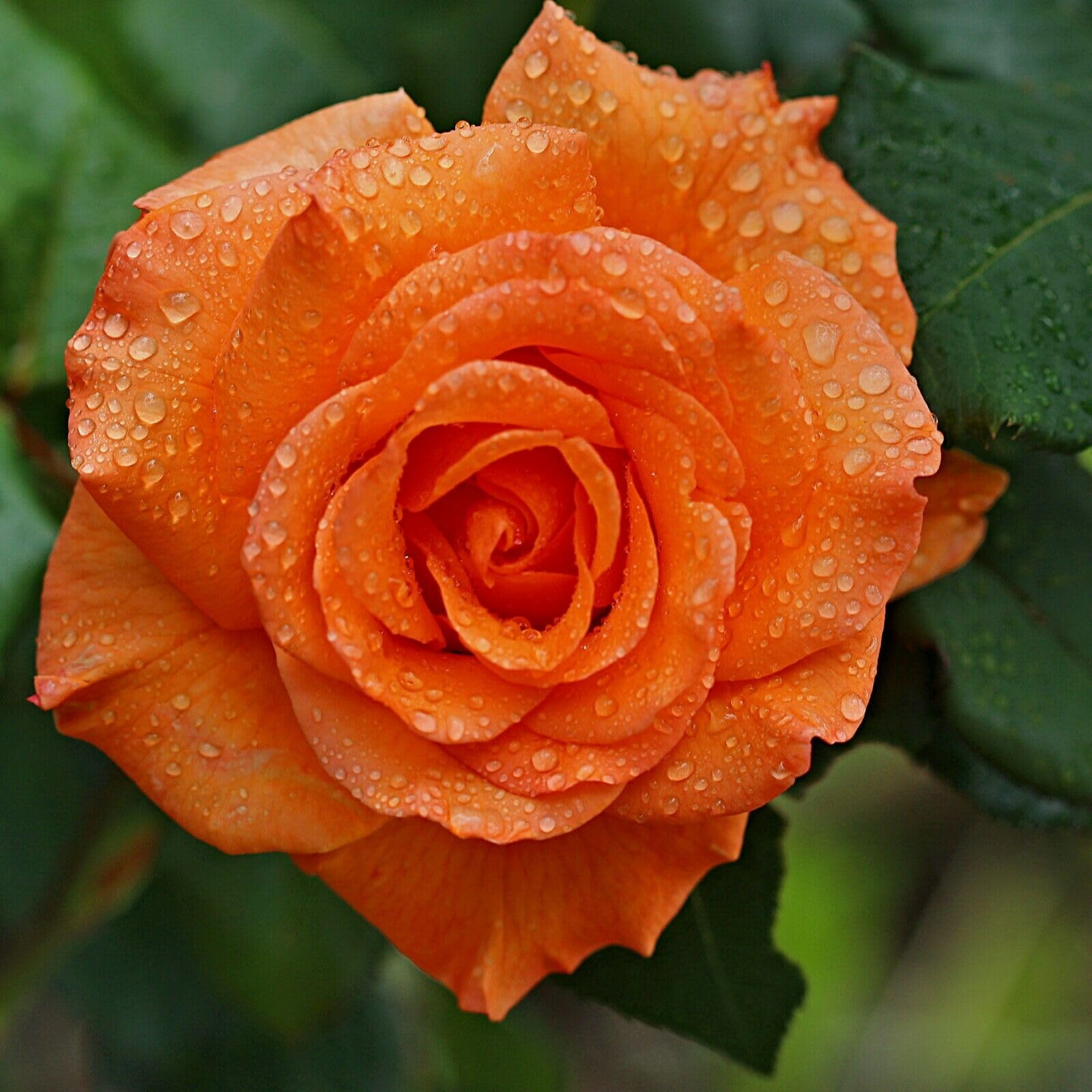 SPROUTARAQ rose-seeds mix — backyard color and seasonal display potential.