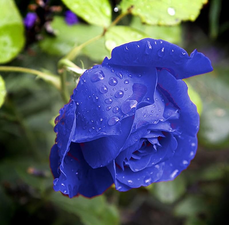 SPROUTARAQ 50plus rose seeds germinating into young seedlings under bright light and consistent moisture