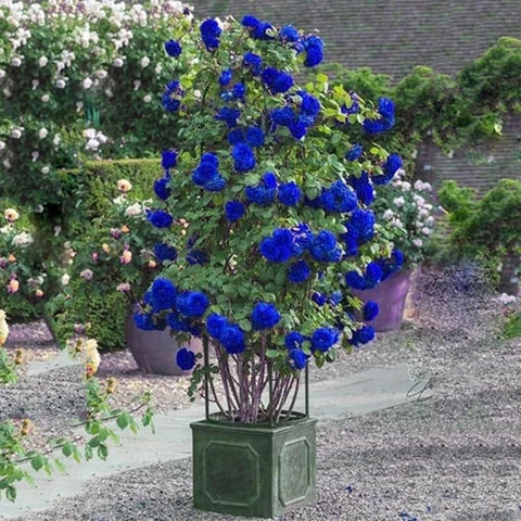 SPROUTARAQ 50plus rose seeds transplanted to garden beds after hardening for lush climbers