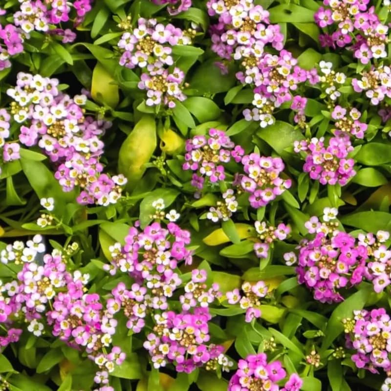 SPROUTARAQ pink alyssum in a container creates a cheerful patio display.